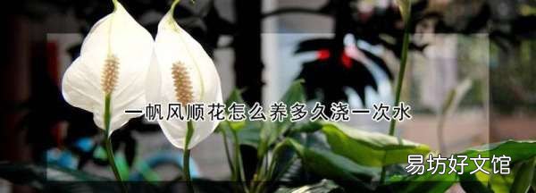 一帆风顺怎么养才能更旺盛,一帆风顺花怎么养多久浇一次水