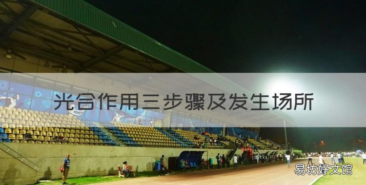 光合作用的场所是哪里,光合作用三步骤及发生场所