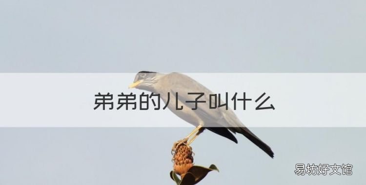 弟弟的儿子叫什么,老婆弟弟的儿子叫我什么