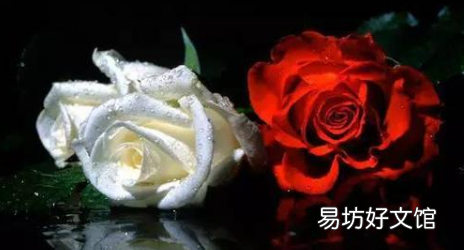 白月光是什么梗 啥意思，白月光是什么意思朱砂痣又是什么意思