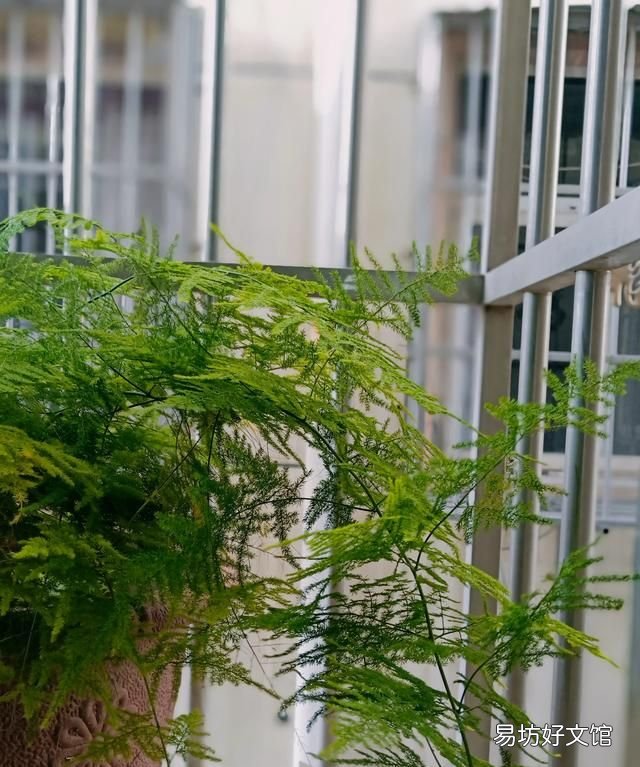 家里再穷也要养这3种花:养花是怎样的体验?