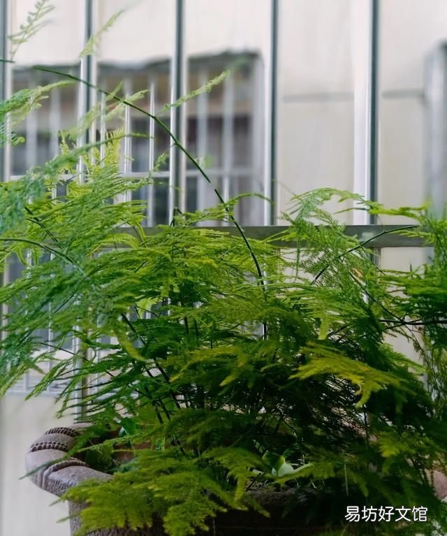 家里再穷也要养这3种花:养花是怎样的体验?