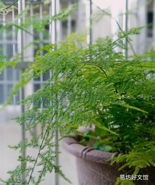 家里再穷也要养这3种花:养花是怎样的体验?