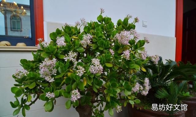 家里再穷也要养这3种花:养花是怎样的体验?