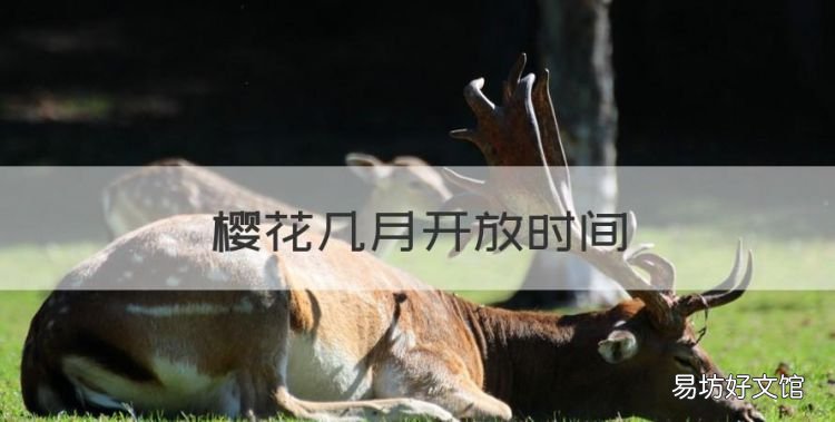 樱花几月开放时间,樱花什么时候开花山东