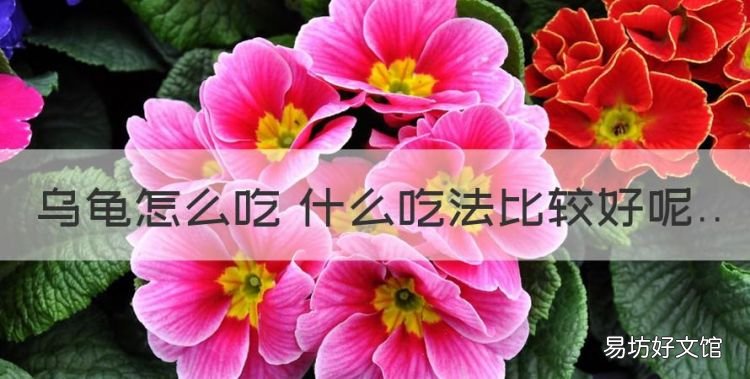 乌龟怎么吃的家常做法,乌龟怎么吃 什么吃法比较好