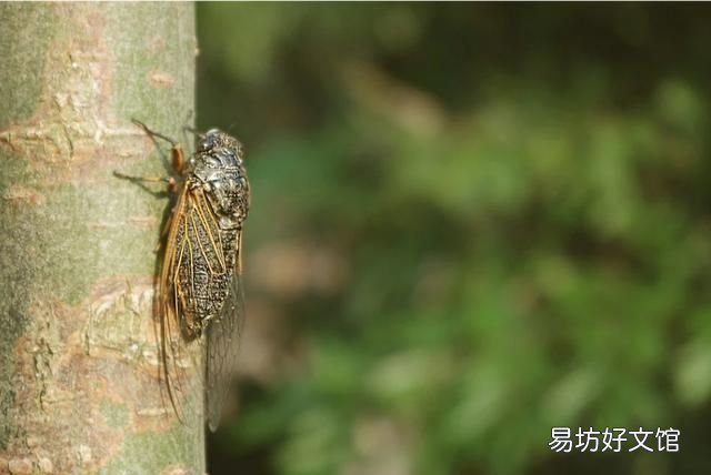 蝉是益虫还是害虫? 蝉是益虫还是害虫