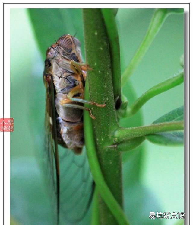 蝉是益虫还是害虫? 蝉是益虫还是害虫