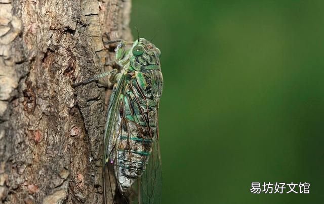 蝉是益虫还是害虫? 蝉是益虫还是害虫