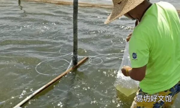 活虾怎么处理,虾怎么养才能养活