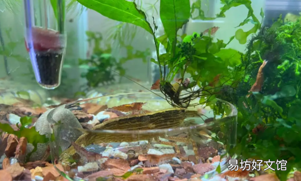 活虾怎么处理,虾怎么养才能养活