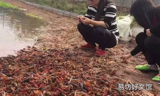 活虾怎么处理,虾怎么养才能养活