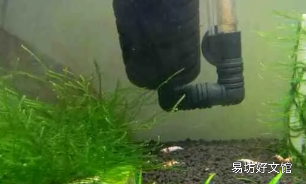 活虾怎么处理,虾怎么养才能养活