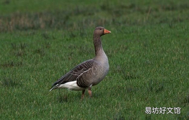 家养的大鹅的祖先,家里饲养的大鹅它的祖先是什么