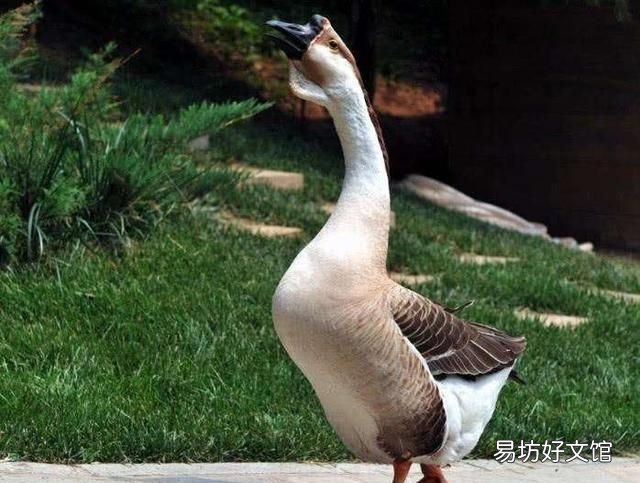 家养的大鹅的祖先,家里饲养的大鹅它的祖先是什么