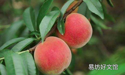 手洗毛桃发痒怎么办,毛桃会导致皮肤过敏吗