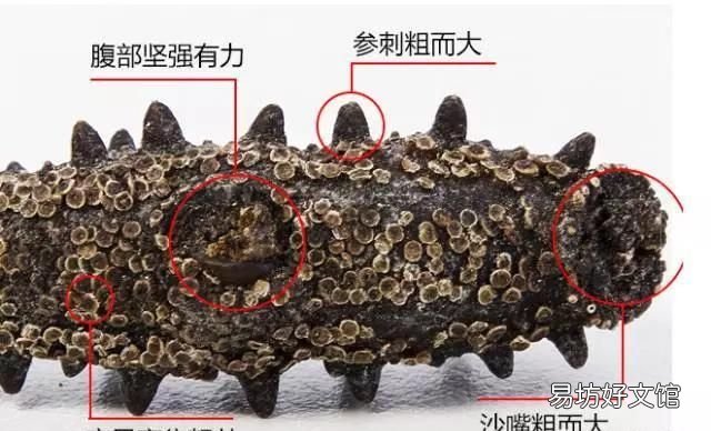 如何挑选海参 干海参的发制