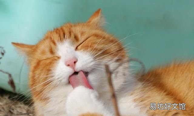 猫薄荷是什么,猫薄荷到底是什么植物