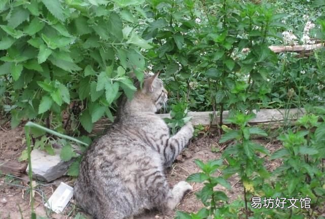 猫薄荷是什么,猫薄荷到底是什么植物