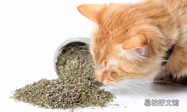 猫薄荷是什么,猫薄荷到底是什么植物