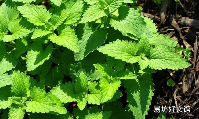 猫薄荷是什么,猫薄荷到底是什么植物