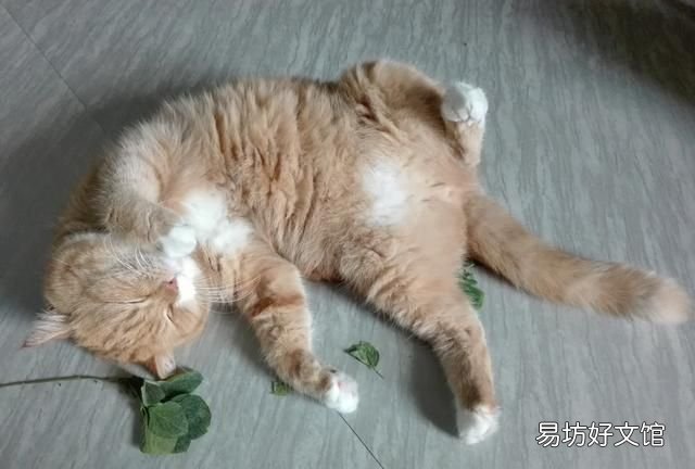 猫薄荷是什么,猫薄荷到底是什么植物