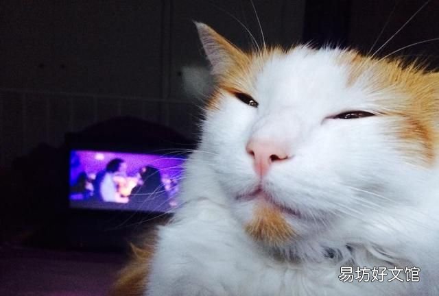 猫薄荷是什么,猫薄荷到底是什么植物