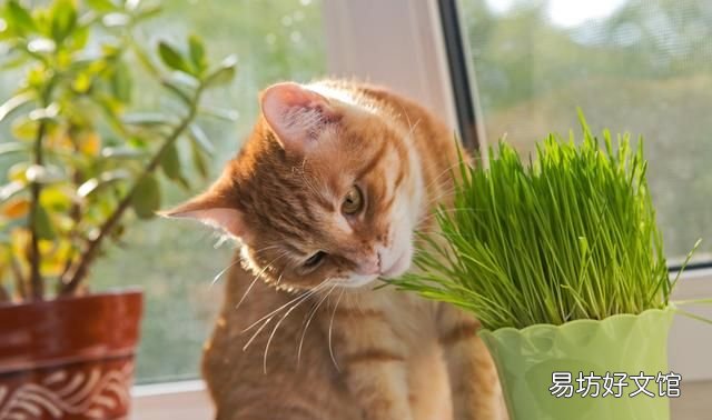 猫薄荷是什么,猫薄荷到底是什么植物
