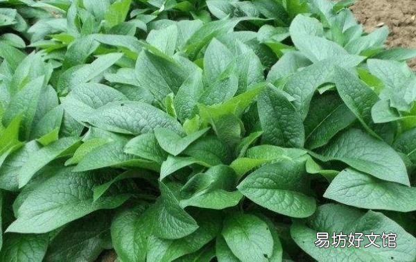牛吃什么去油,牛吃什么草最好儋州牧春巨菌草牛羊爱吃