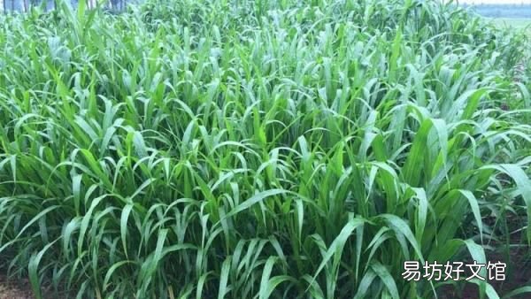牛吃什么去油,牛吃什么草最好儋州牧春巨菌草牛羊爱吃