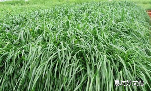 牛吃什么去油,牛吃什么草最好儋州牧春巨菌草牛羊爱吃