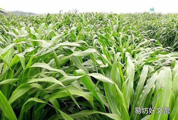 牛吃什么去油,牛吃什么草最好儋州牧春巨菌草牛羊爱吃