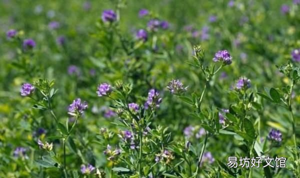 牛吃什么去油,牛吃什么草最好儋州牧春巨菌草牛羊爱吃