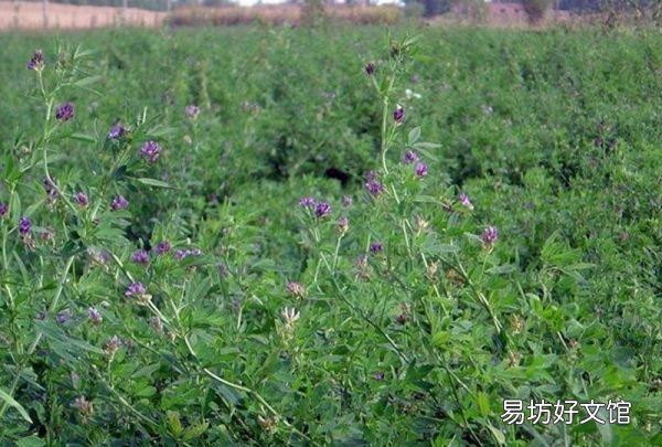 牛吃什么去油,牛吃什么草最好儋州牧春巨菌草牛羊爱吃