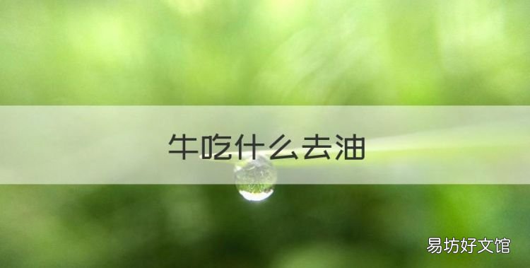 牛吃什么去油,牛吃什么草最好儋州牧春巨菌草牛羊爱吃