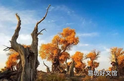 胡杨林在哪 新疆四大胡杨林