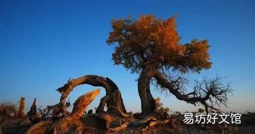 胡杨林在哪 新疆四大胡杨林