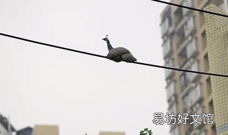 小鸟站在电线上为什么不会触电,绝缘膜发生破损怎么办?