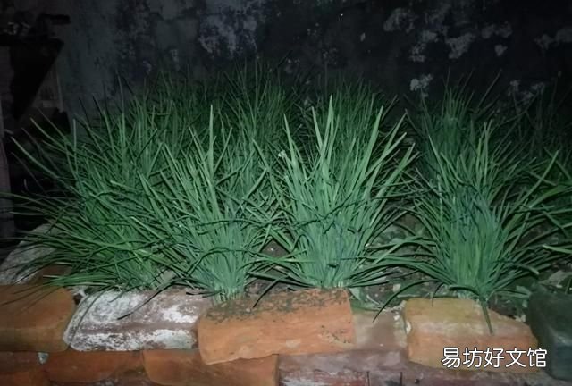 家里有蚂蚁怎么办? 家里有蚂蚁怎么能彻底消灭
