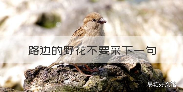 路边的野花不要采下一句