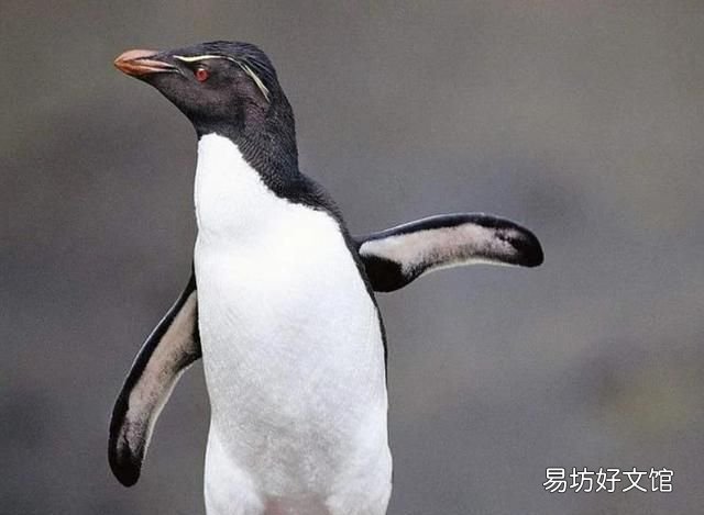 企鹅吃什么:企鹅喜欢吃什么?