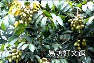 江津特产有哪些土特产