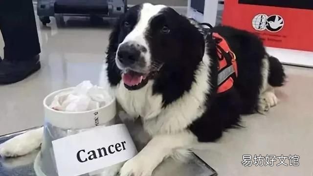 狗狗的鼻子都是非常灵敏的,那狗最怕什么气味?