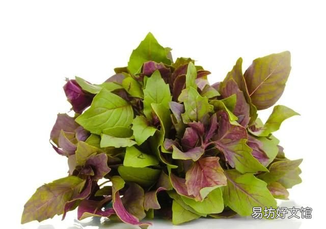 夏天可以泡水喝的叶子有哪些,什么植物叶子泡水喝养胃