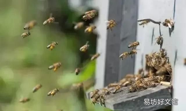 蜜蜂是怎样采蜜的,蜜蜂是怎样采集花粉的?
