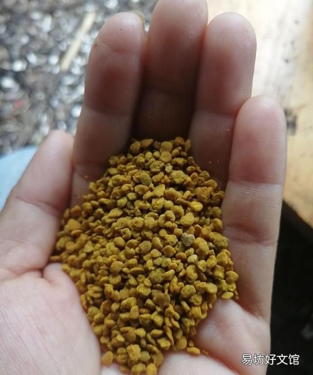 蜜蜂是怎样采蜜的,蜜蜂是怎样采集花粉的?