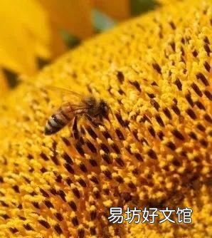 蜜蜂是怎样采蜜的,蜜蜂是怎样采集花粉的?