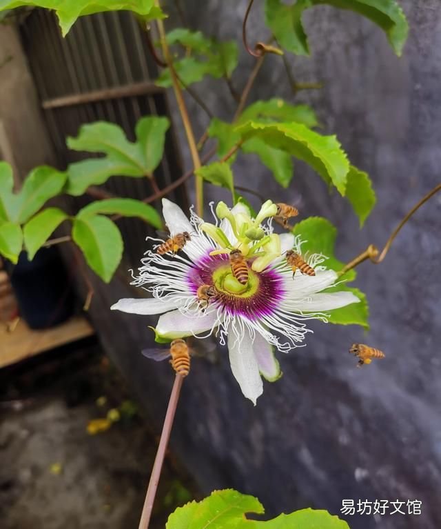 蜜蜂是怎样采蜜的,蜜蜂是怎样采集花粉的?