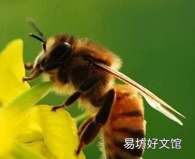 蜜蜂是怎样采蜜的,蜜蜂是怎样采集花粉的?