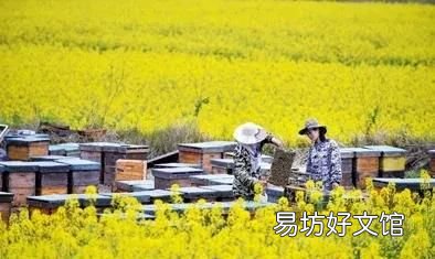 蜜蜂是怎样采蜜的,蜜蜂是怎样采集花粉的?